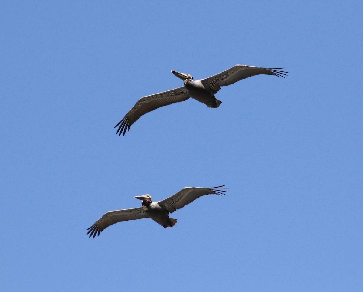 Brown Pelican - Millie and Peter Thomas