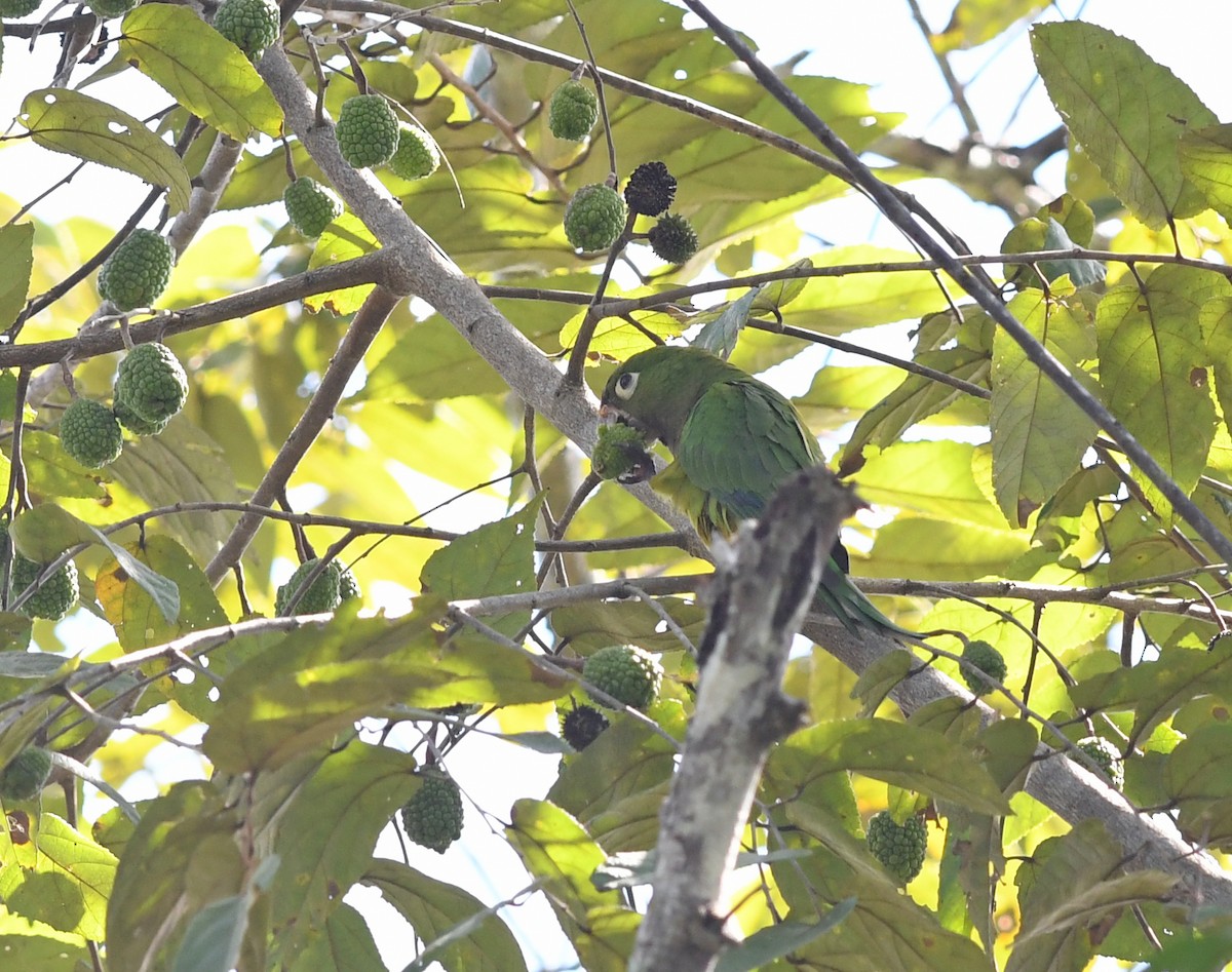 Olive-throated Parakeet (Aztec) - Joshua Vandermeulen