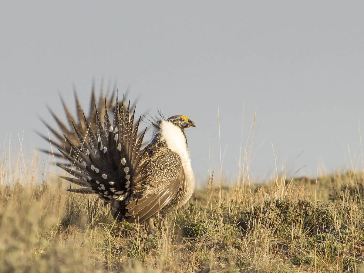 Greater Sage-Grouse - ML142198771