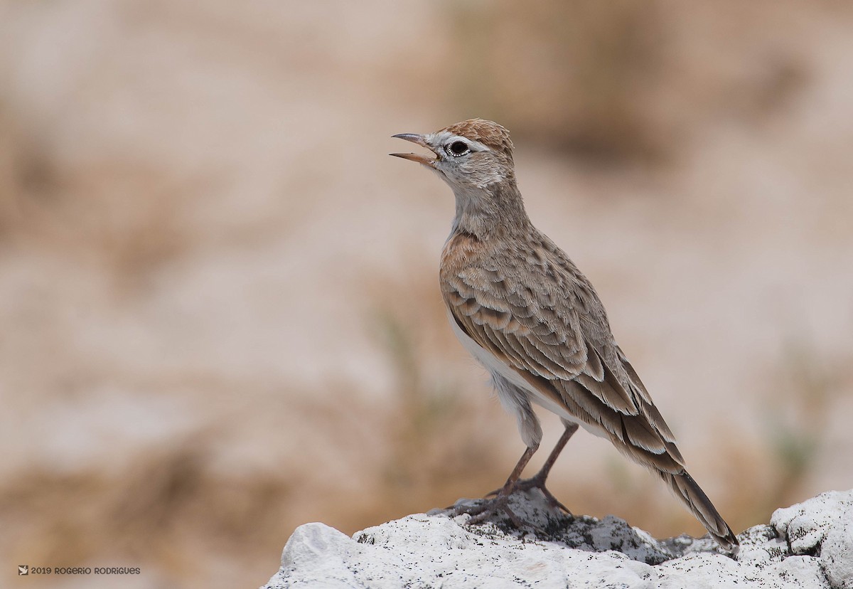 Red-capped Lark - Rogério Rodrigues