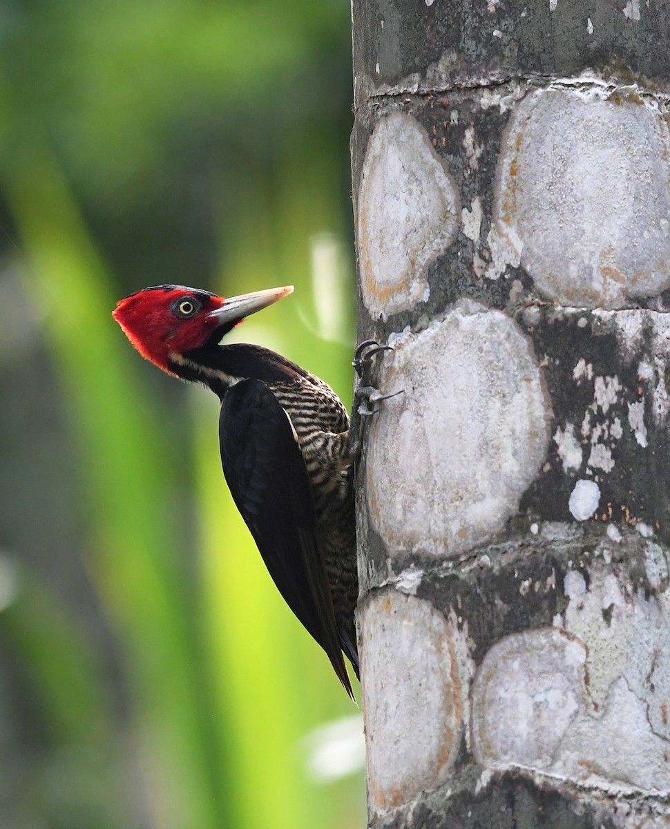 Pale-billed Woodpecker - Joshua Vandermeulen