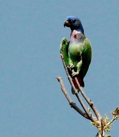 Blue-headed Parrot - Stuart White