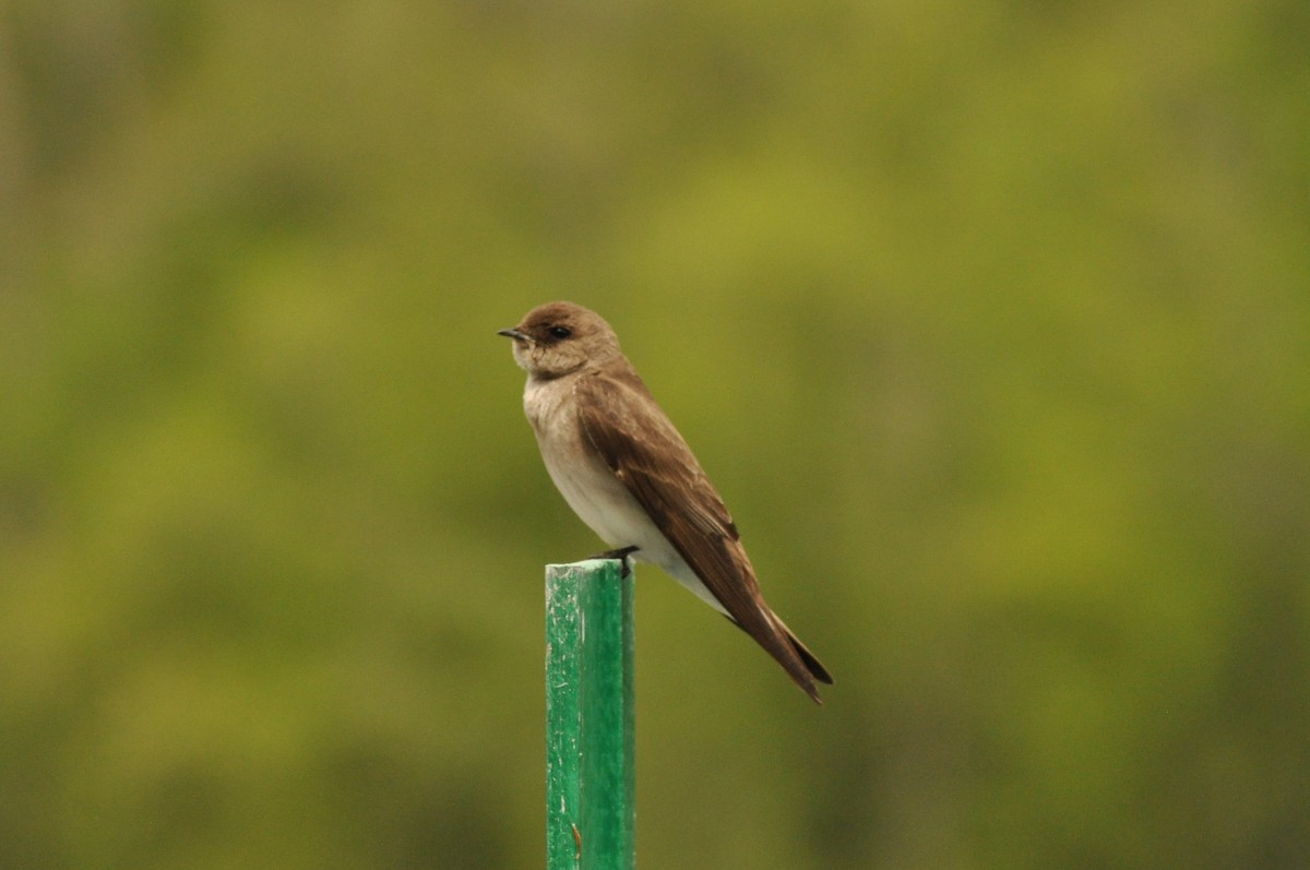 Northern Rough-winged Swallow - Tommie Rogers