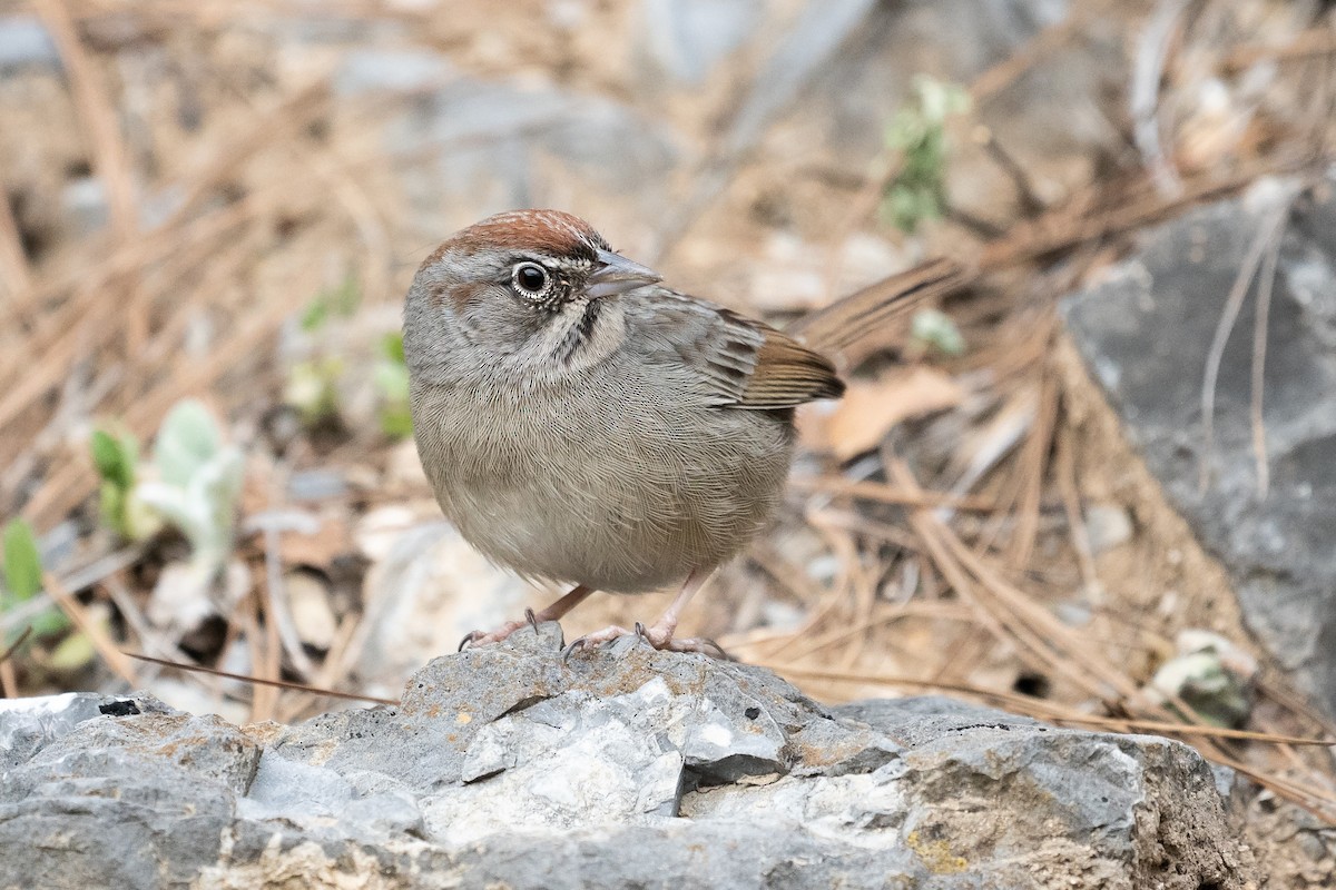 Rufous-crowned Sparrow - Patrick Van Thull