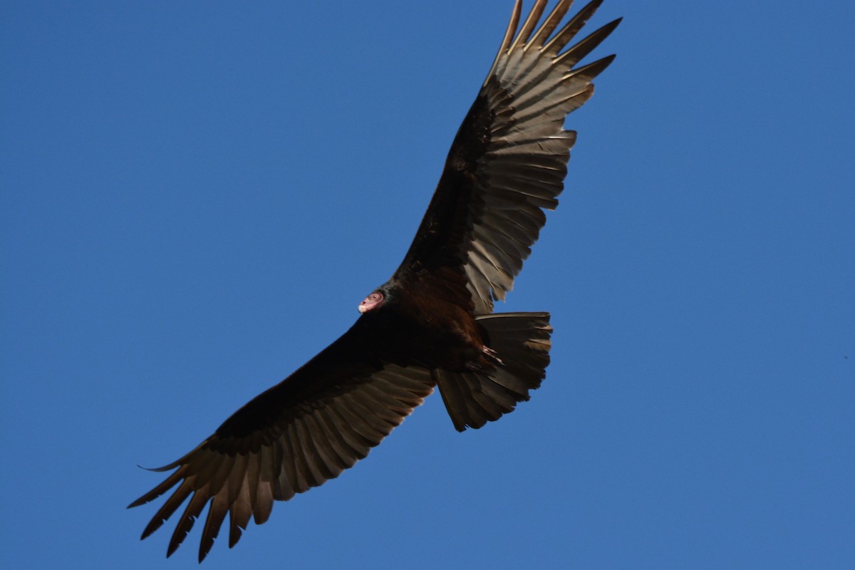 Turkey Vulture - John Swenfurth