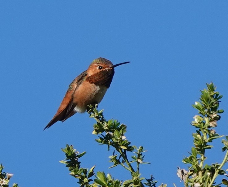 Allen's Hummingbird - John Fields