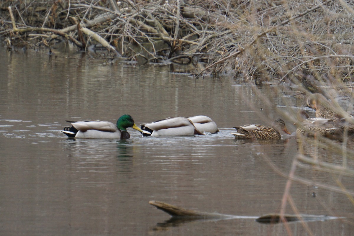 Download melody lab for android emulator