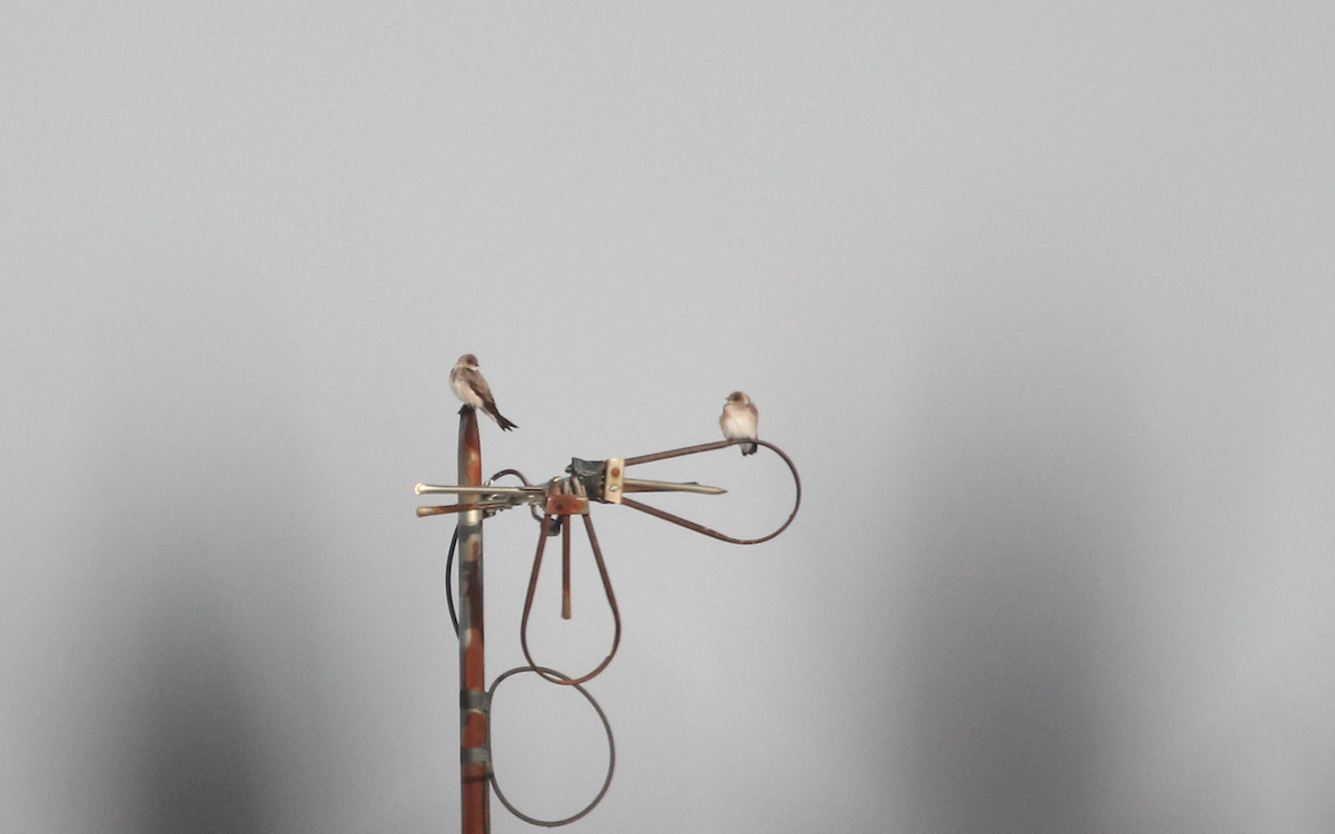 Northern Rough-winged Swallow - Ricardo Lopez Z.