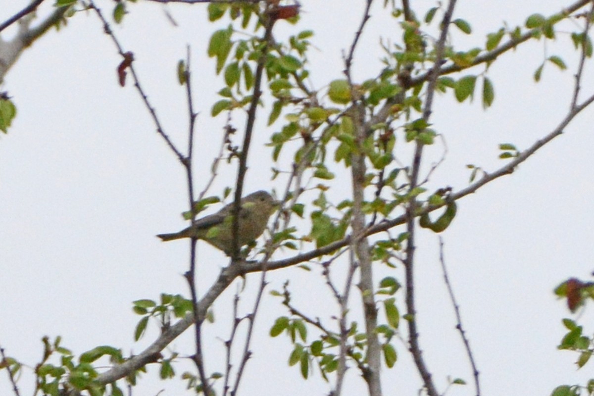 Lucy's Warbler - ML142218701