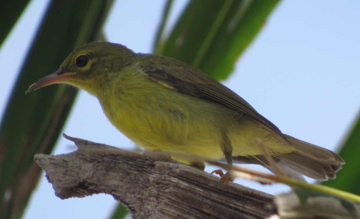 Brown-throated Sunbird - Dan Cimbaro