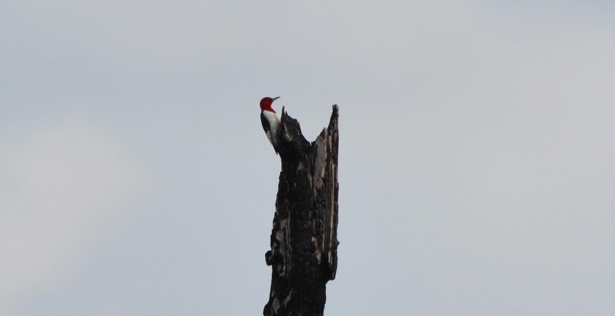 Red-headed Woodpecker - James Armstrong