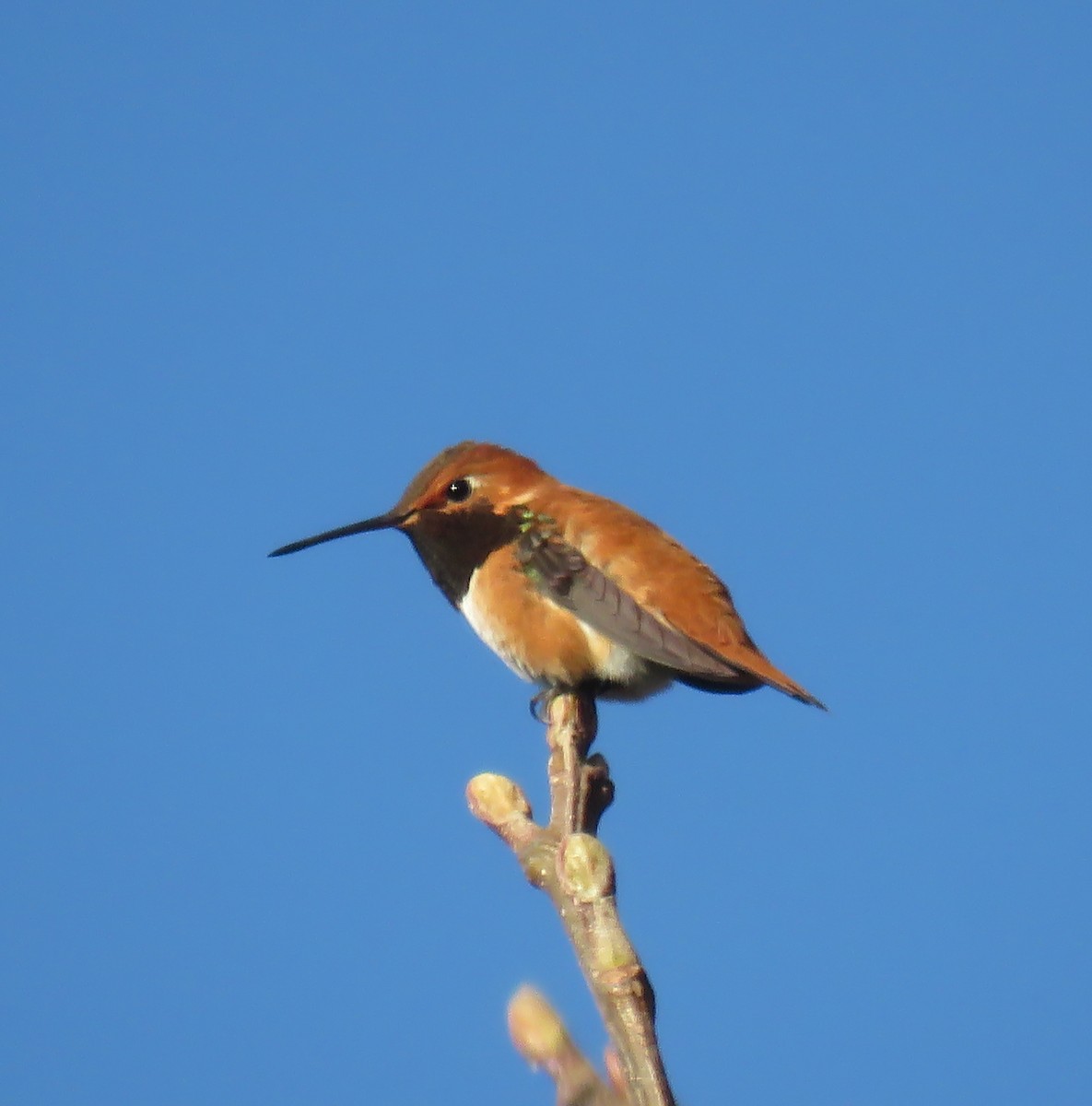 Rufous Hummingbird - ML142222151