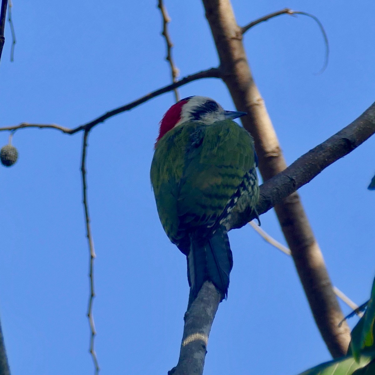 Cuban Green Woodpecker - Don Hall
