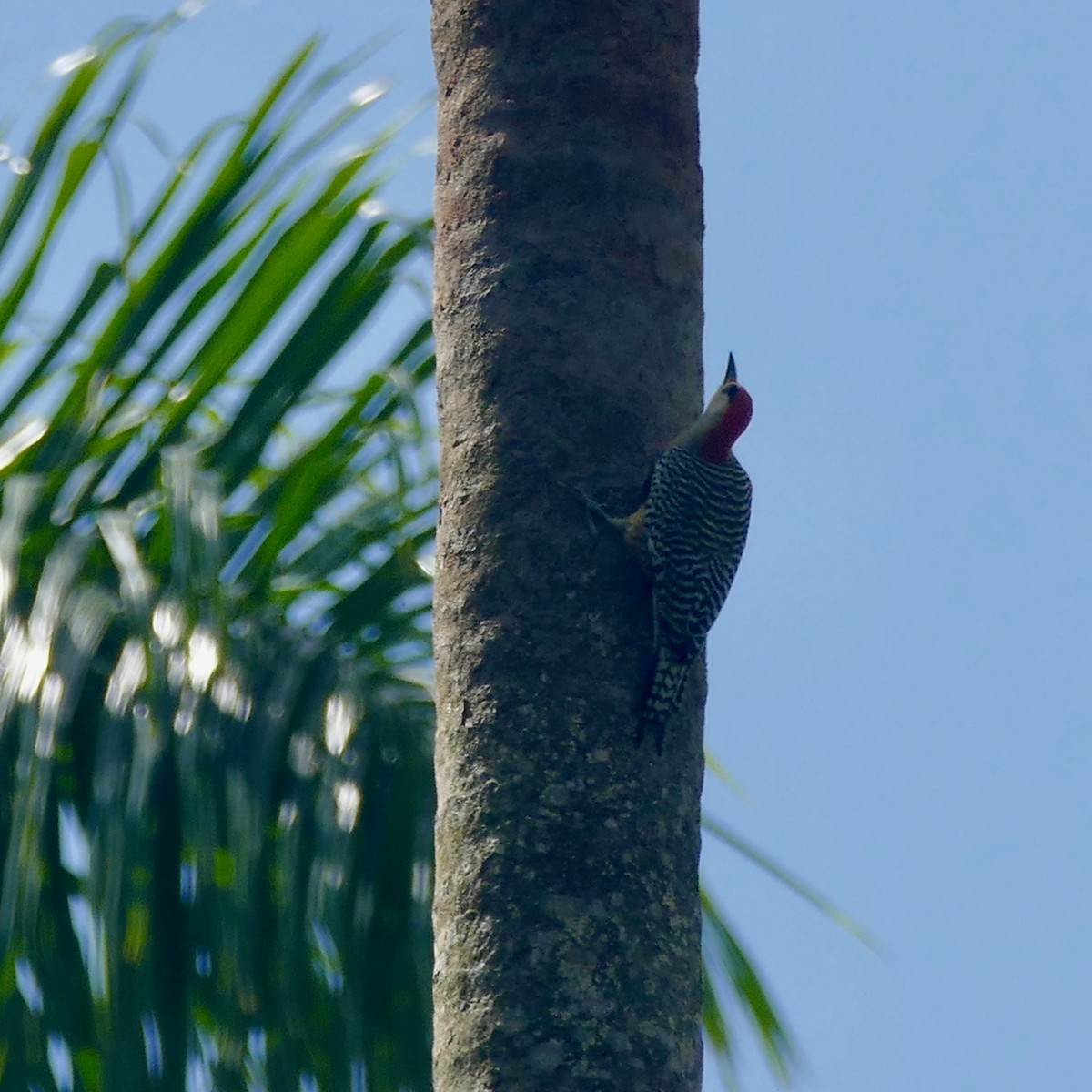 West Indian Woodpecker - ML142222921