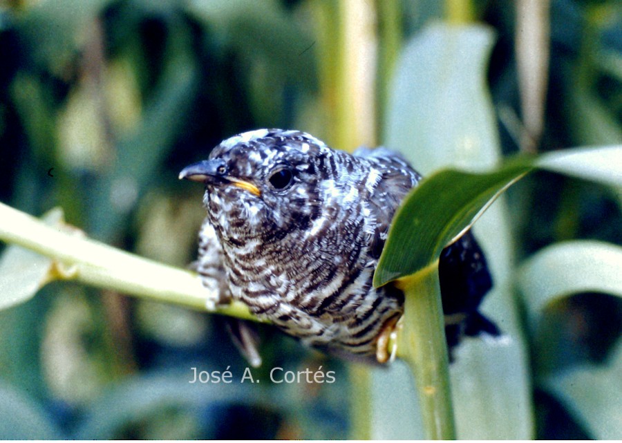 Common Cuckoo - José A Cortés Guerrero