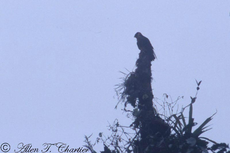 Orange-breasted Falcon - Allen Chartier