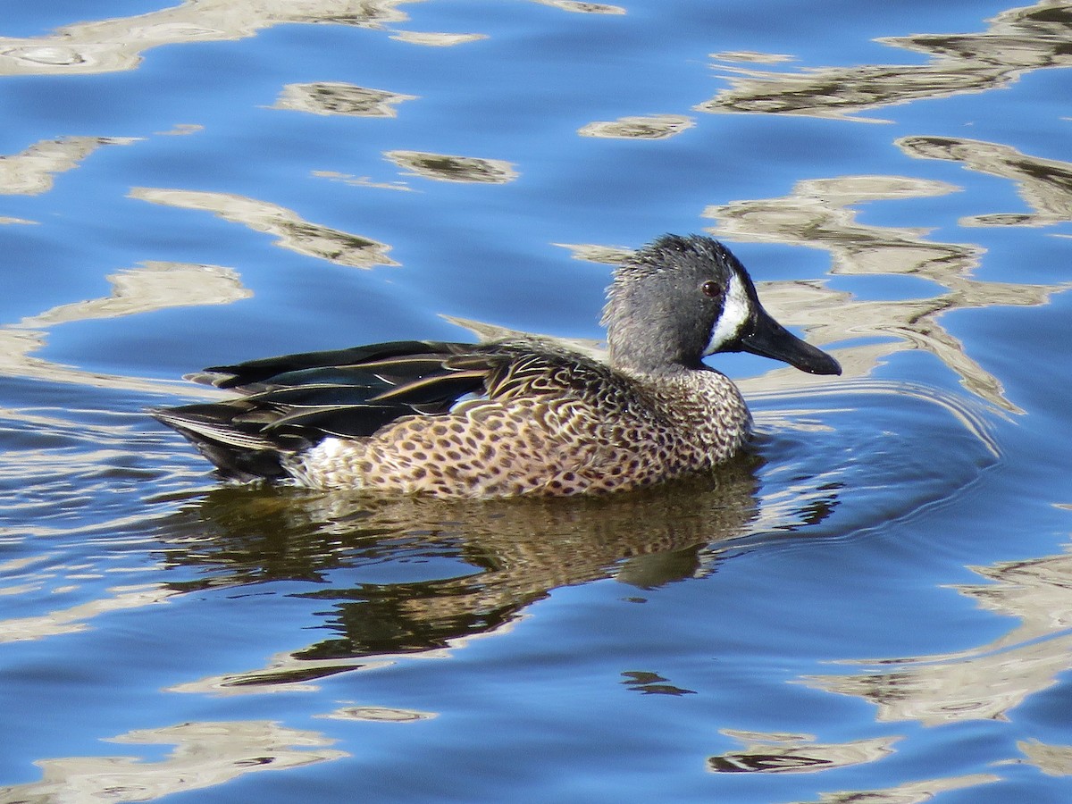 Blue-winged Teal - Dick Hoopes