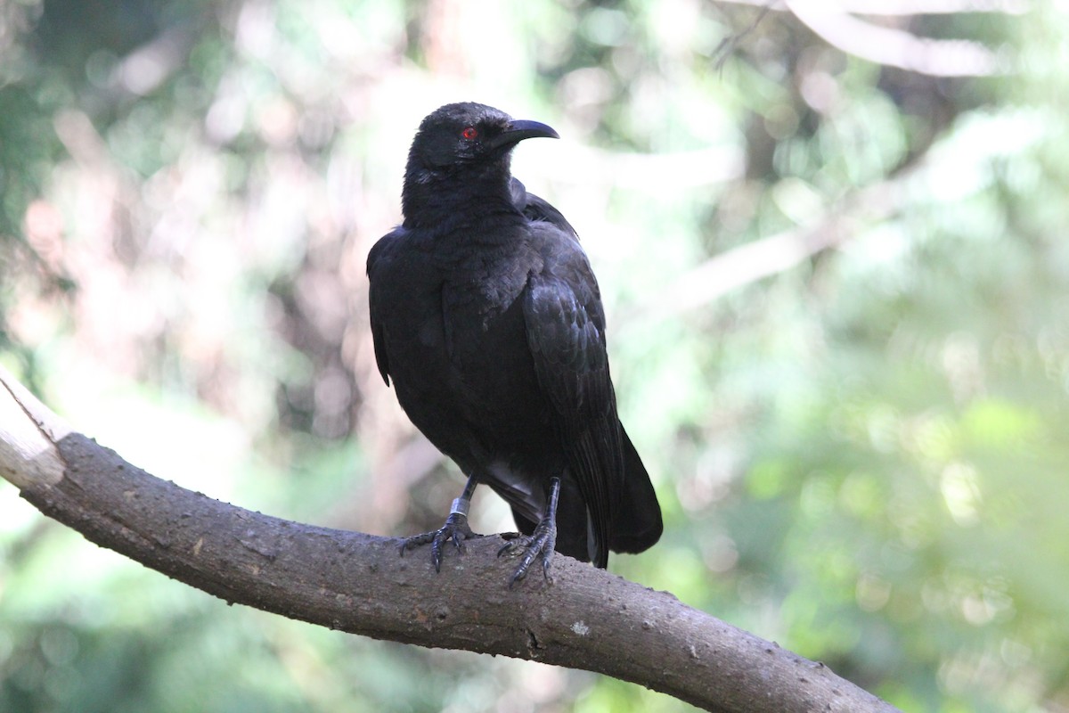 White-winged Chough - Hickson Fergusson