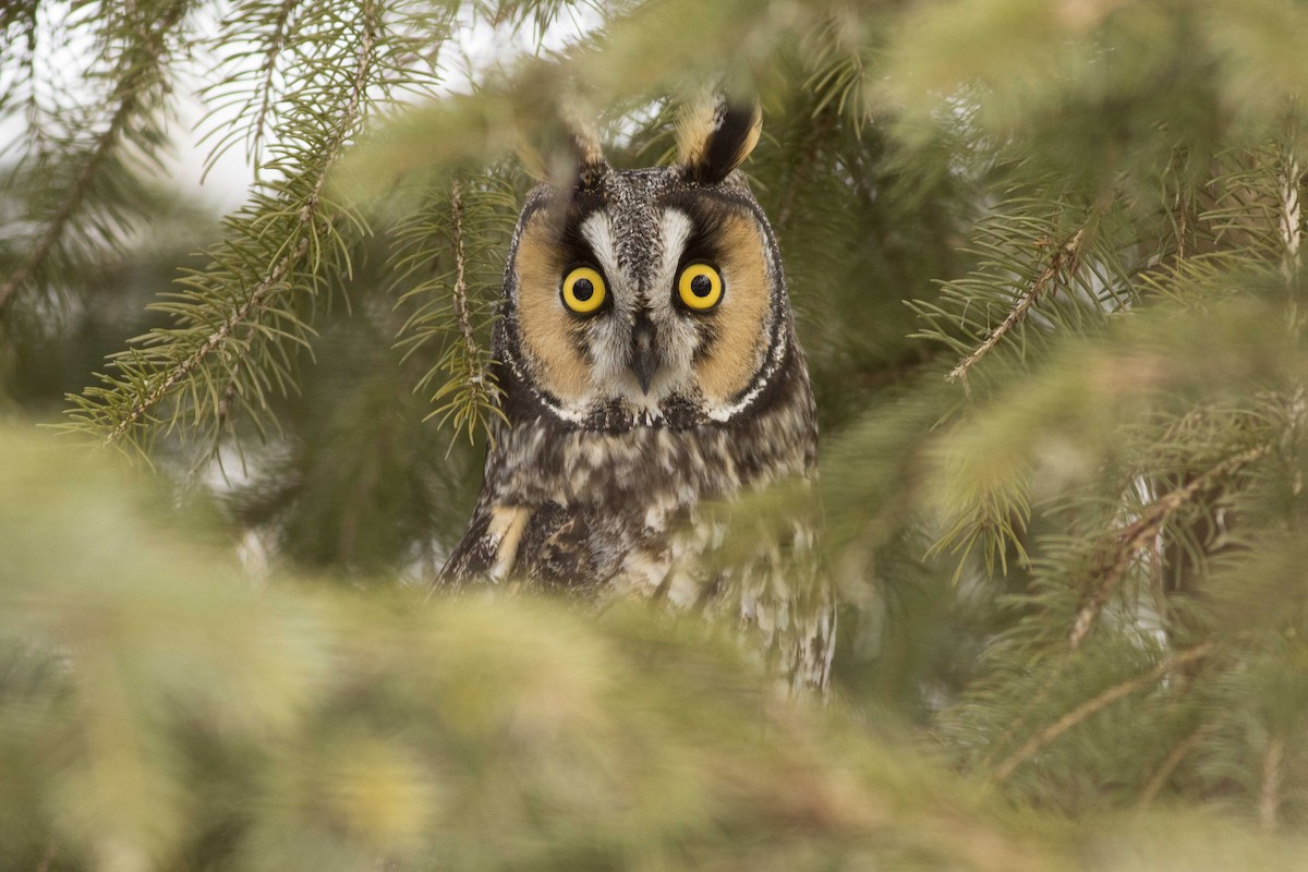 Long-eared Owl - Mark Peck