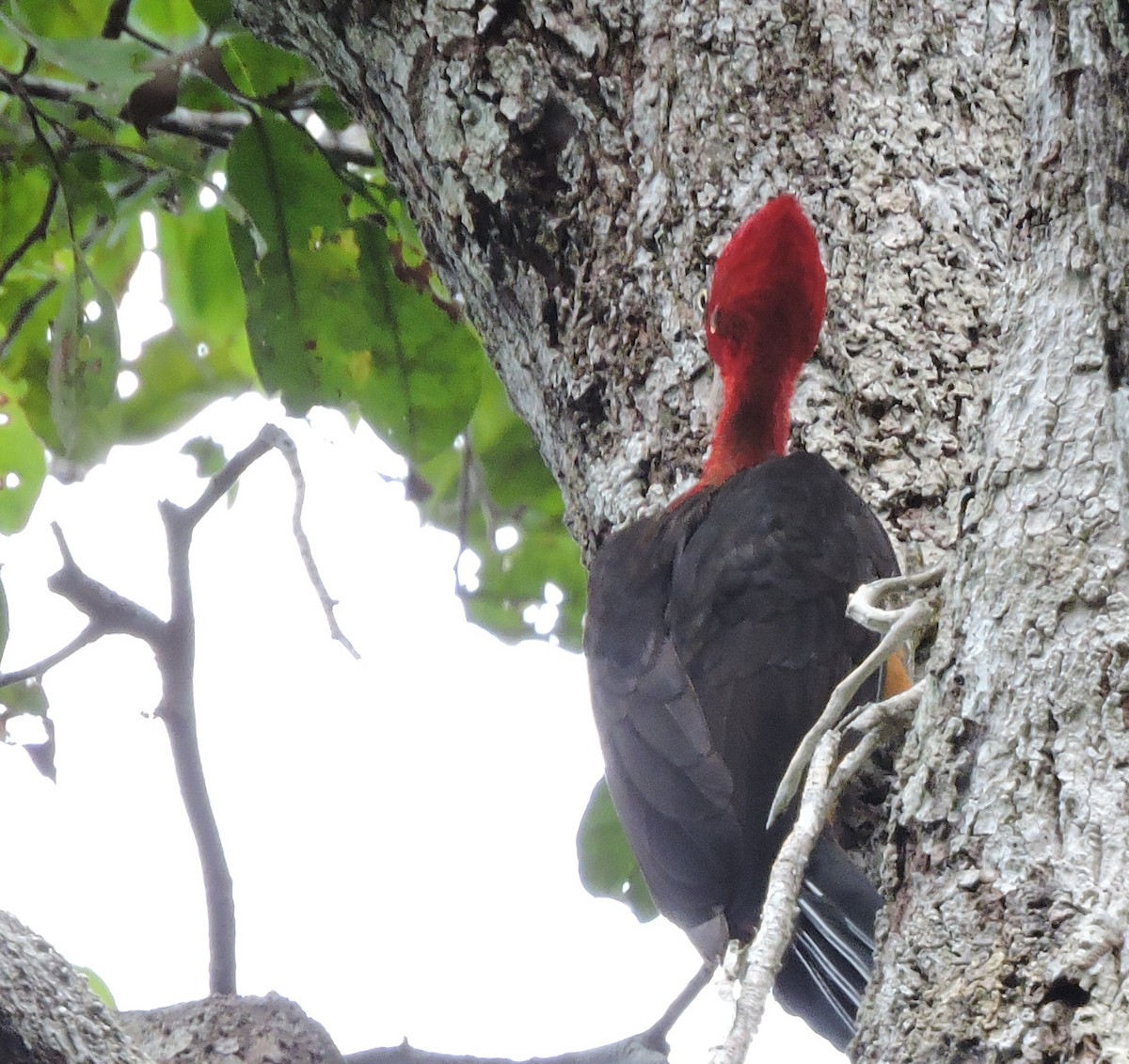 Red-necked Woodpecker - ML142234351
