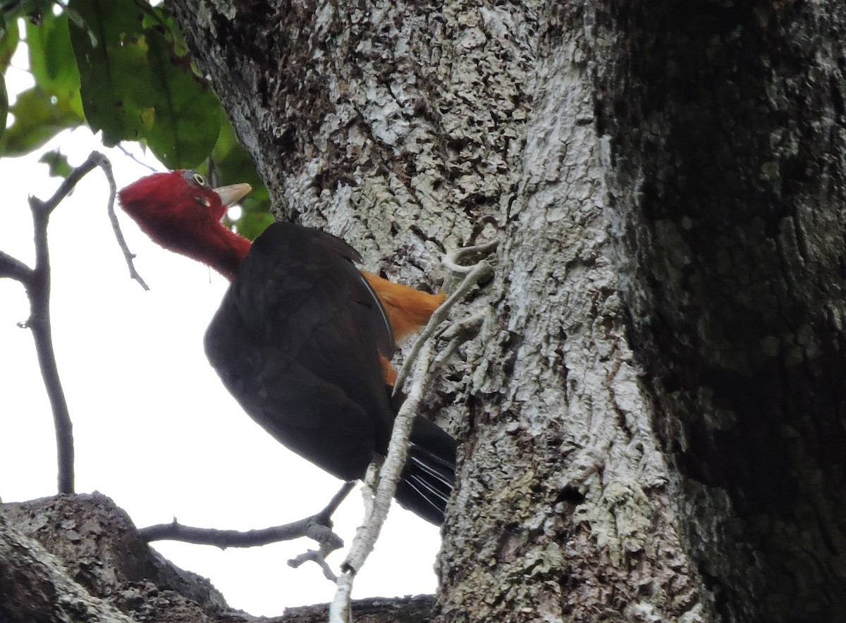 Red-necked Woodpecker - Allen Lewis