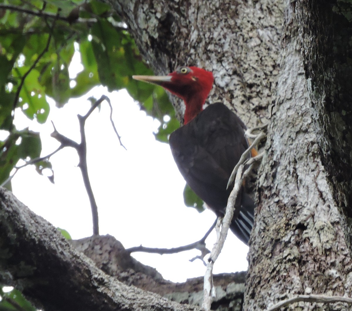 Red-necked Woodpecker - Allen Lewis