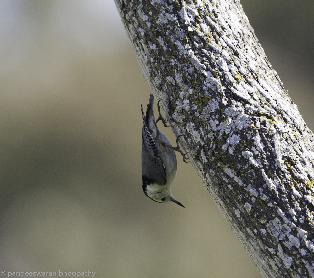 White-breasted Nuthatch - ML142235811