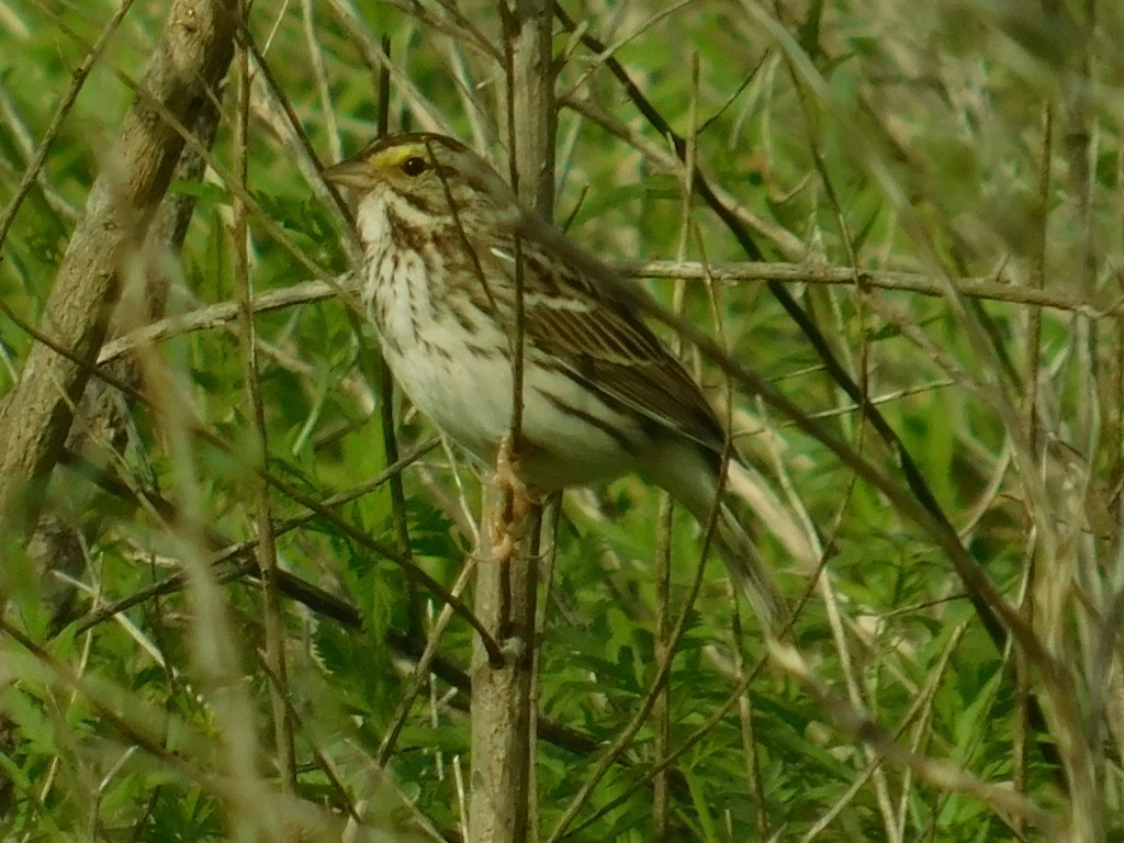 Savannah Sparrow - ML142241571