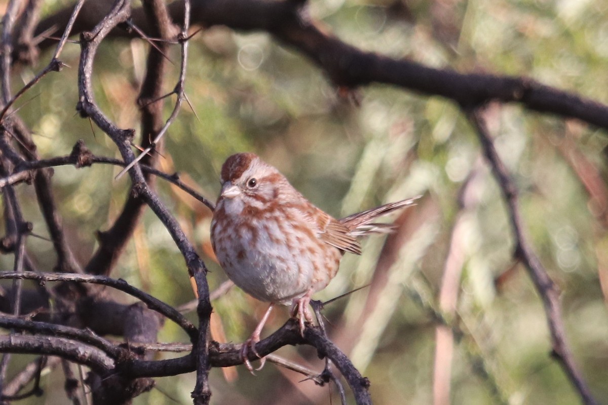 Song Sparrow (fallax Group) - Andrew Core