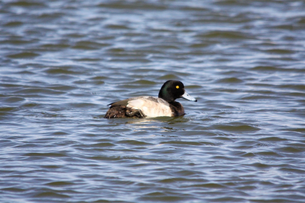 Greater Scaup - ML142242591