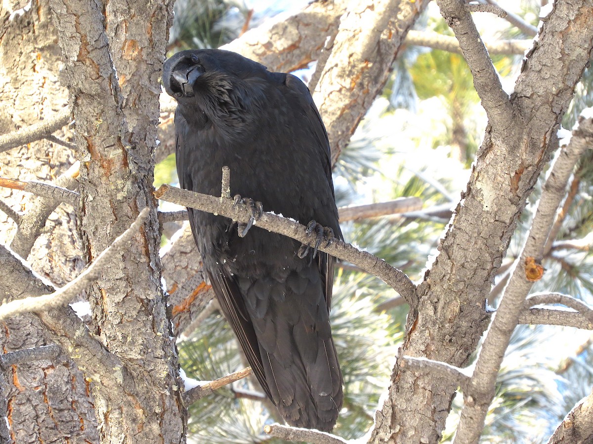Common Raven - Ted Floyd