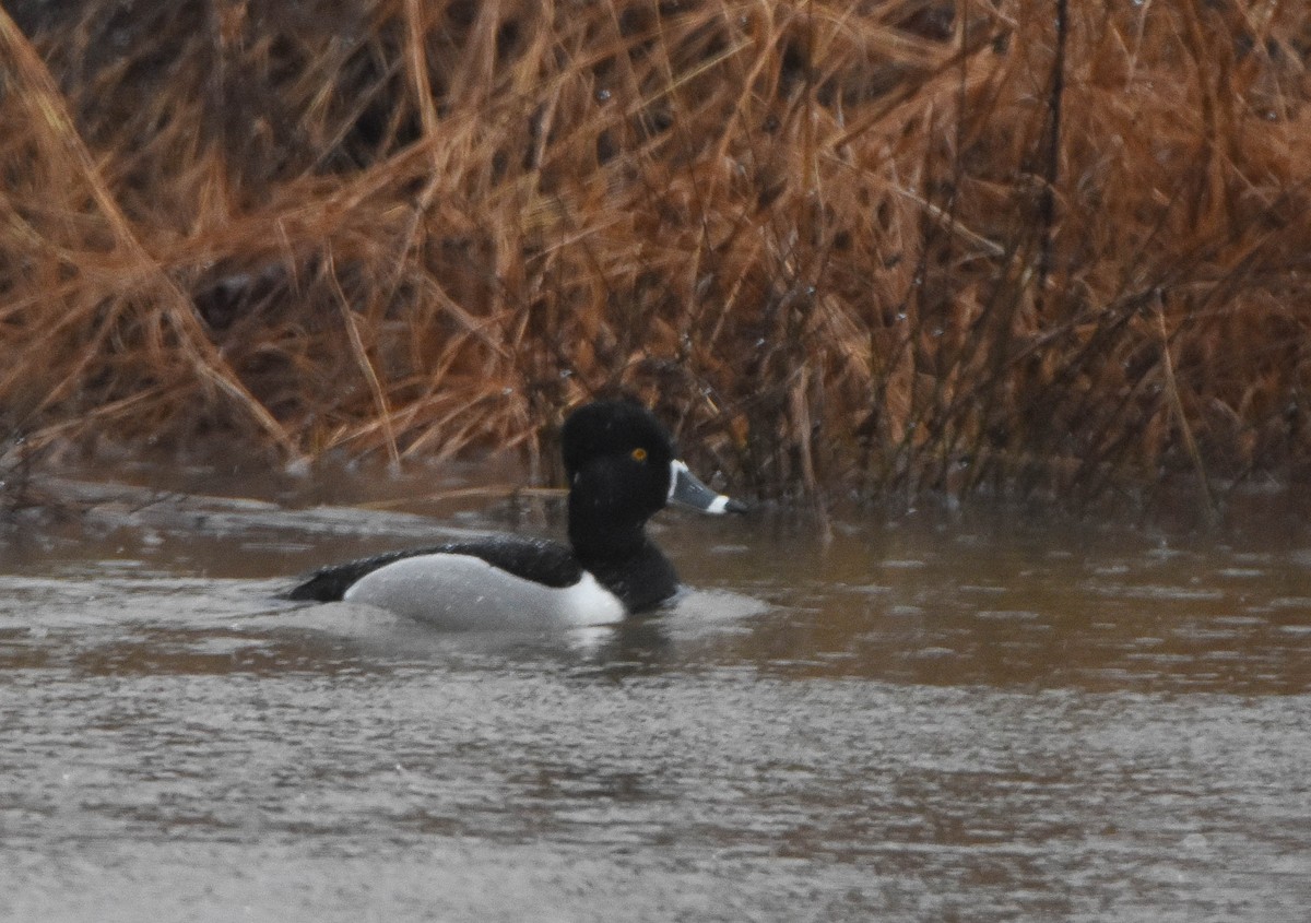 Ring-necked Duck - Dale Reynolds