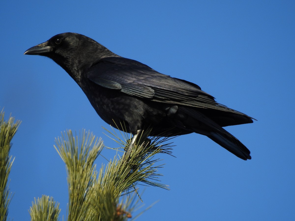 American Crow - ML142246691