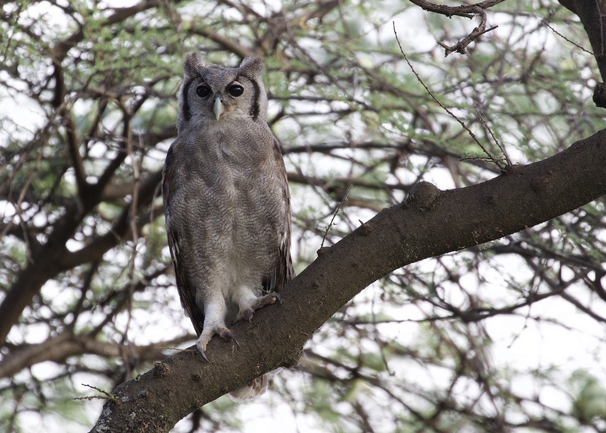 Verreaux's Eagle-Owl - Rachel Lawrence