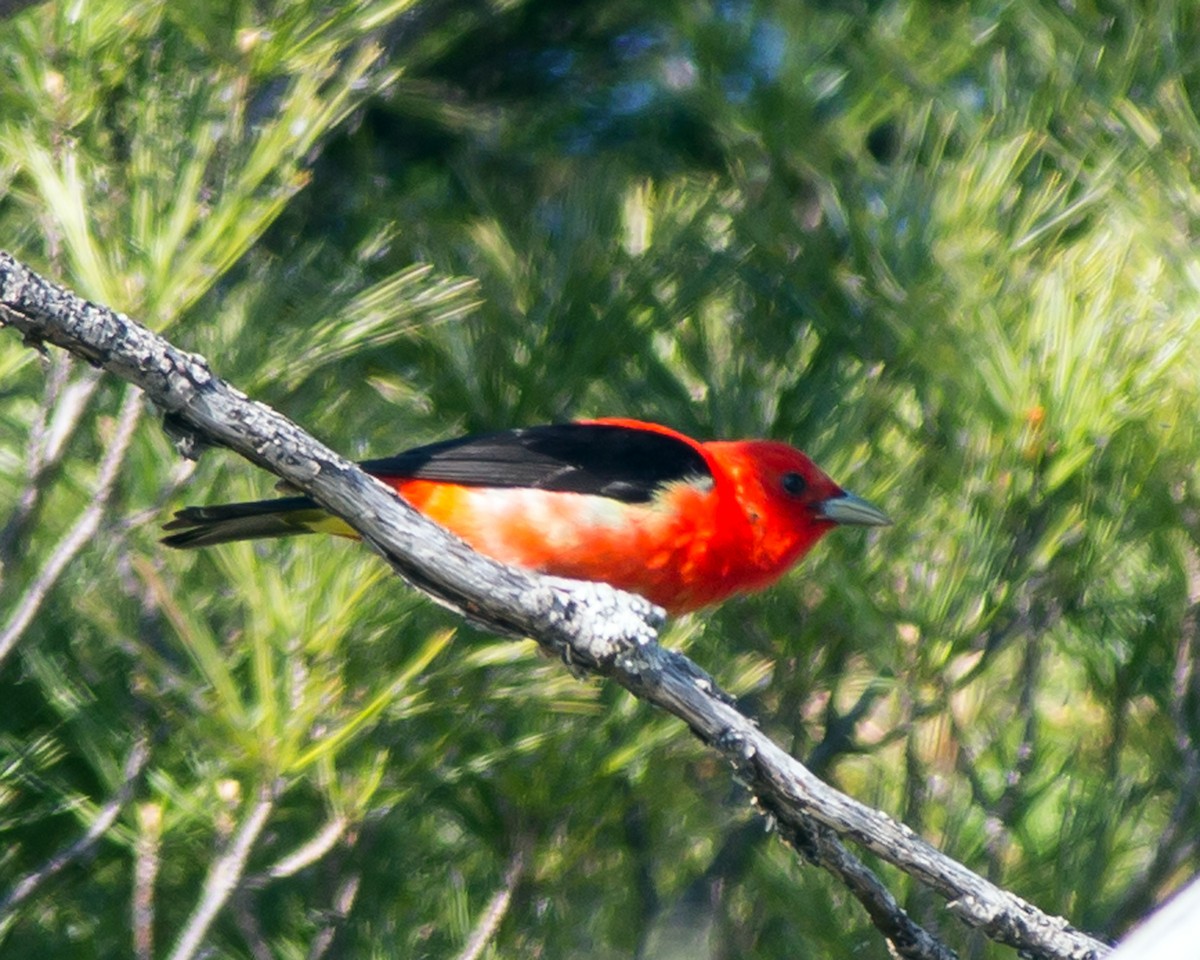 Scarlet Tanager - ML142251471