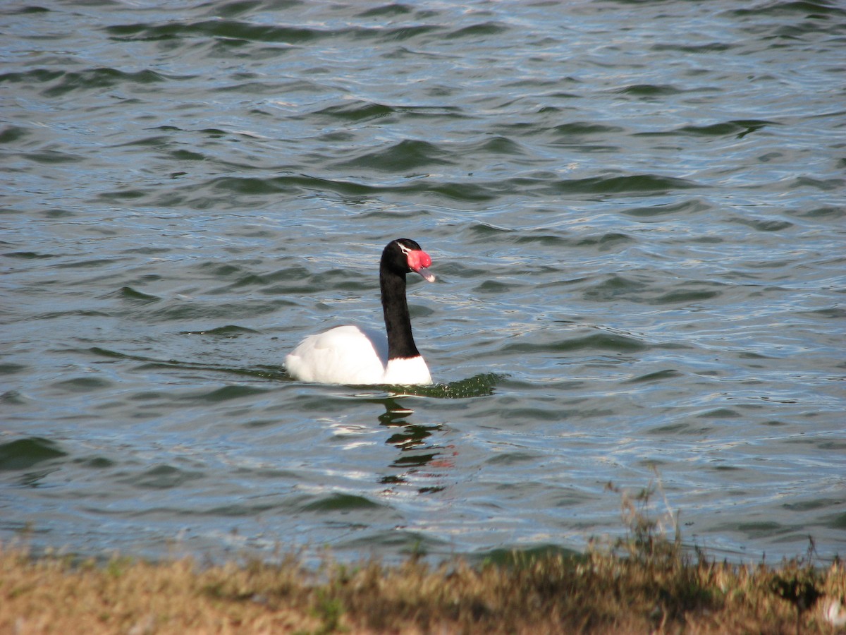 Black-necked Swan - JT Wathen