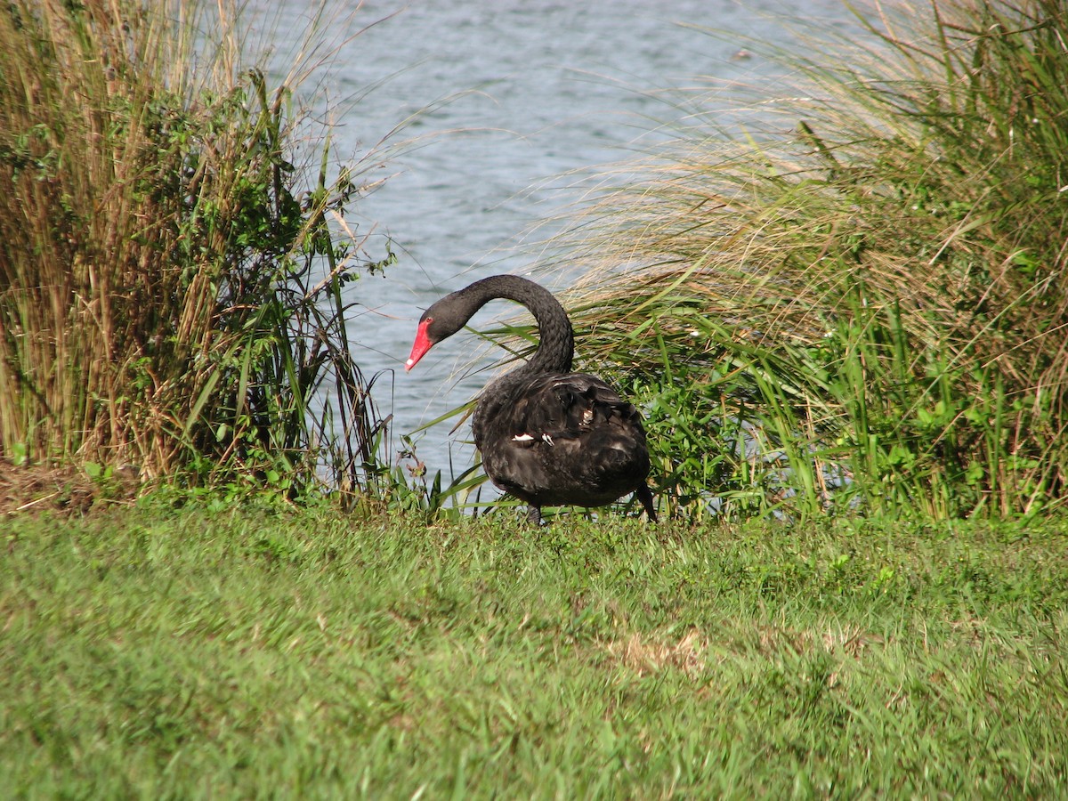 Black Swan - JT Wathen