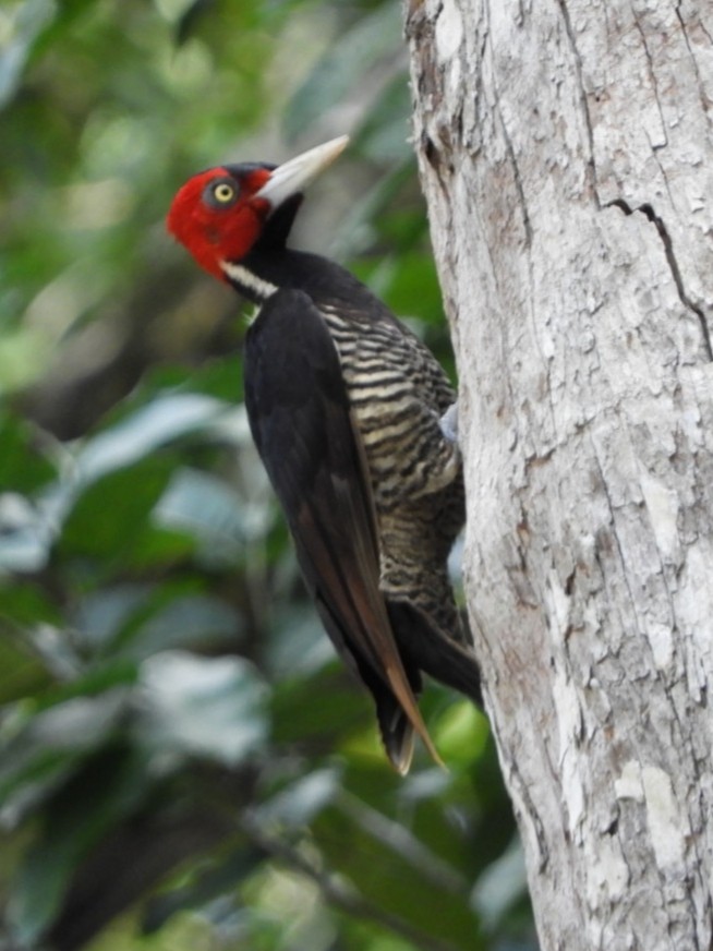 Pale-billed Woodpecker - ML142256281