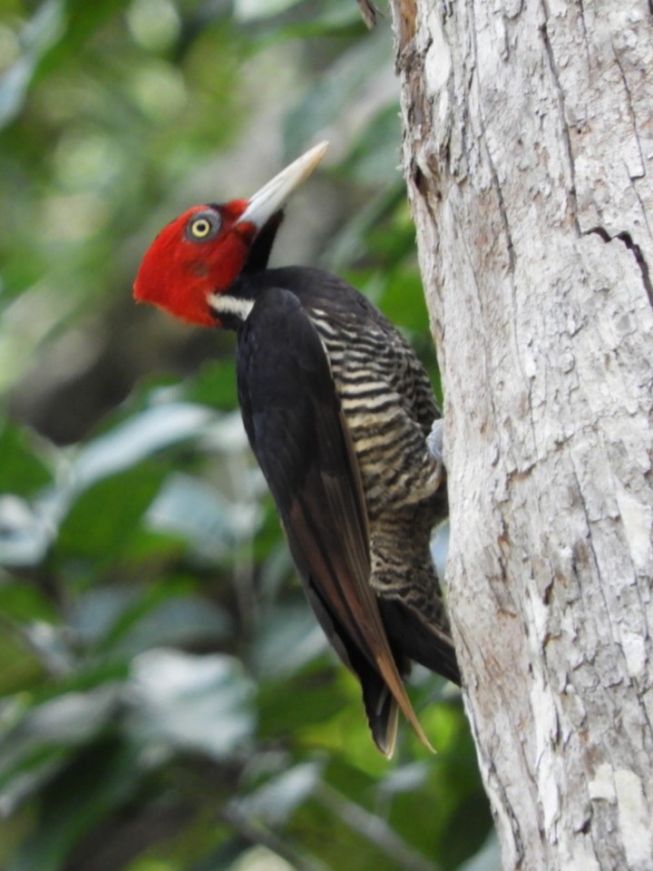 Pale-billed Woodpecker - ML142256341