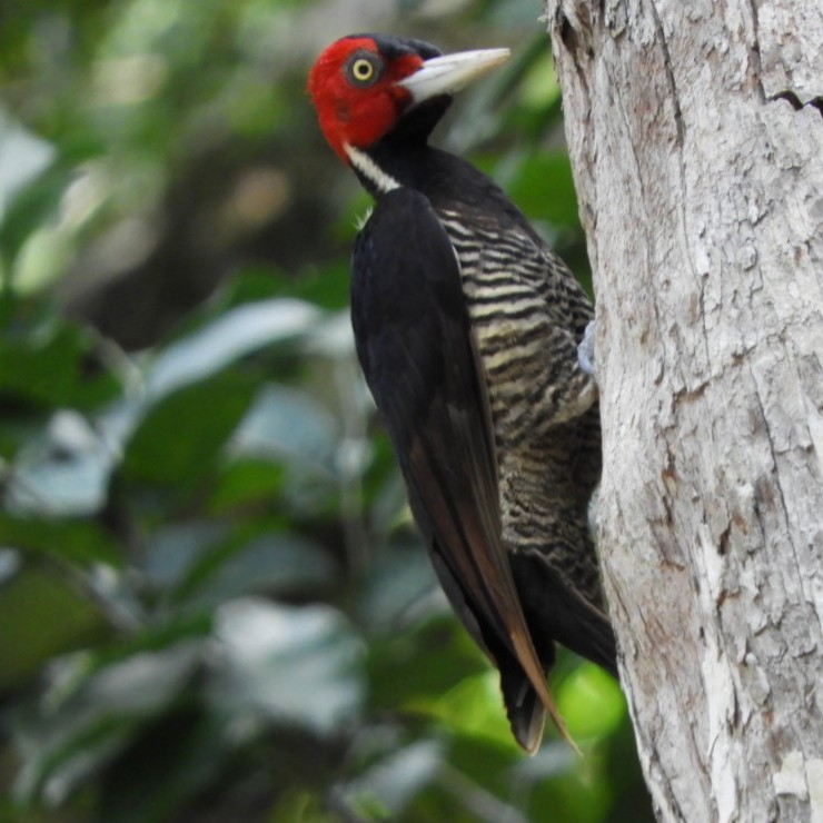 Pale-billed Woodpecker - ML142256351