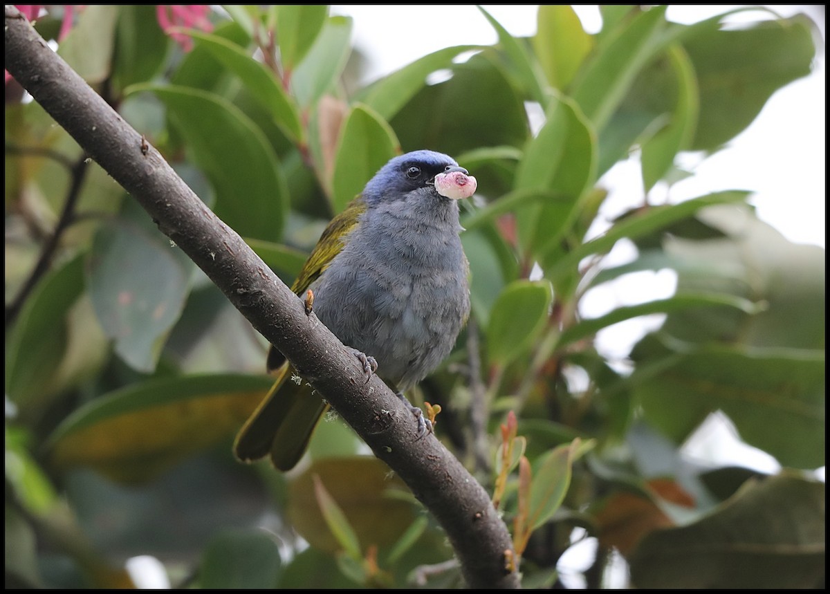 Blue-capped Tanager - ML142259061