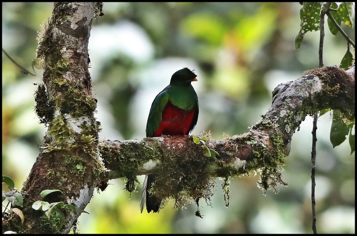 Crested Quetzal - Tom Pavlik