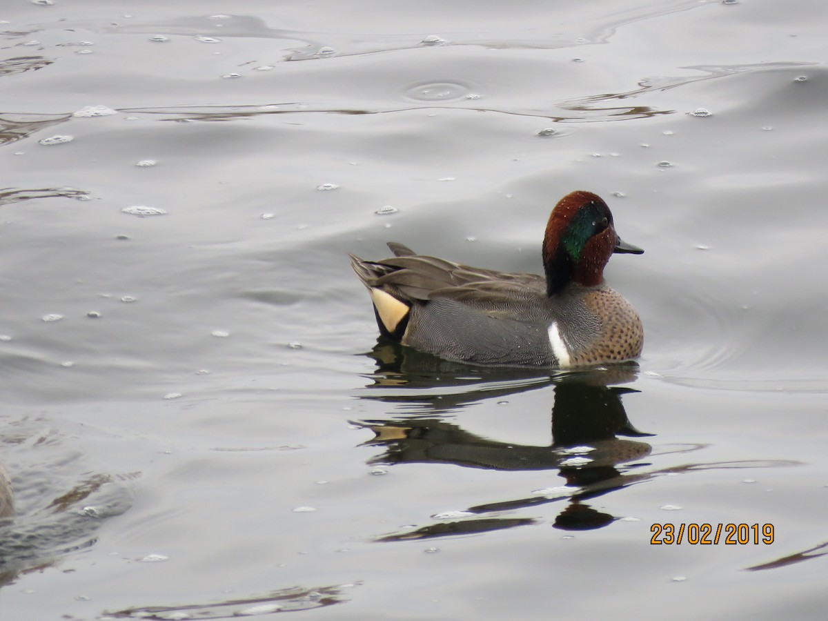 Green-winged Teal - ML142263111