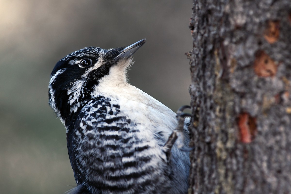 American Three-toed Woodpecker - David M. Bell