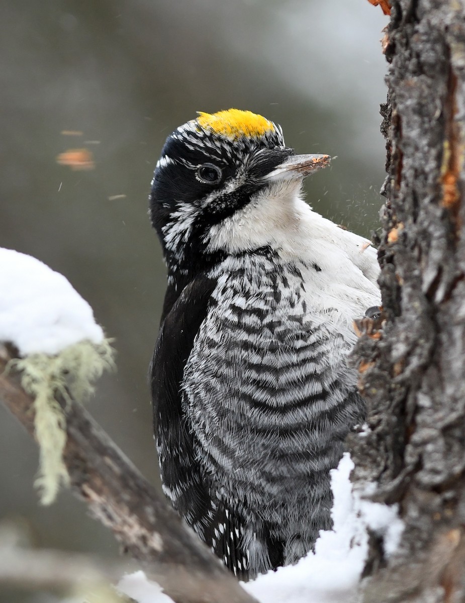 American Three-toed Woodpecker - David M. Bell