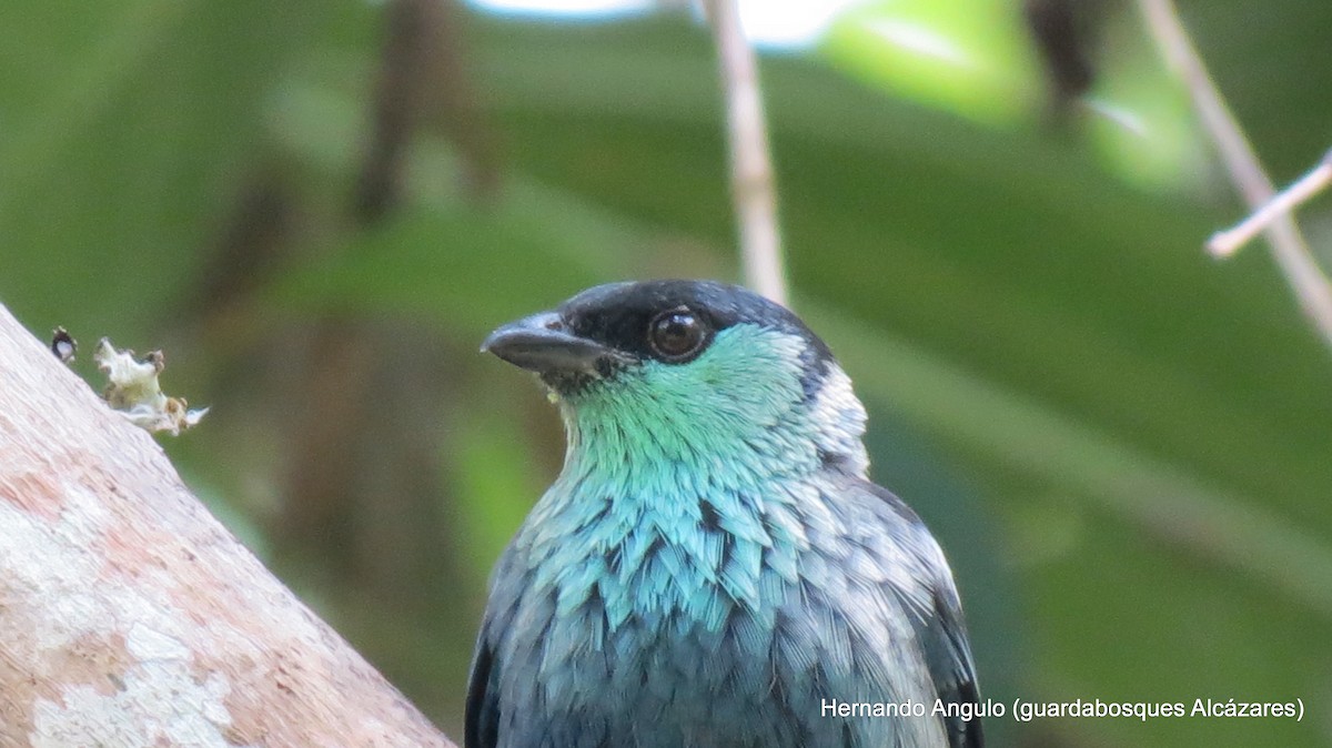 Black-capped Tanager - ML142263981