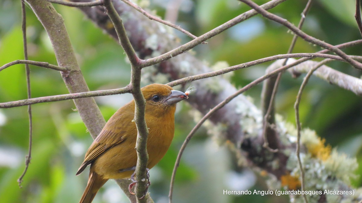 Hepatic Tanager - ML142266451