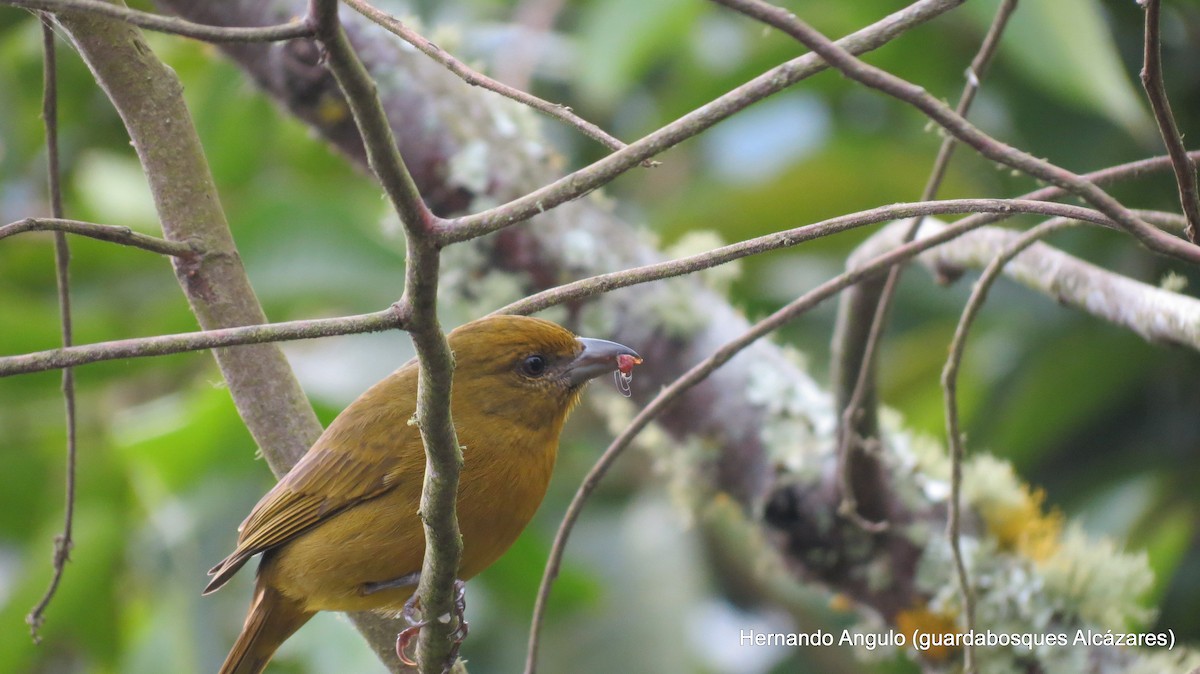 Hepatic Tanager - ML142266471
