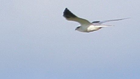 White-tailed Kite - ML142269651