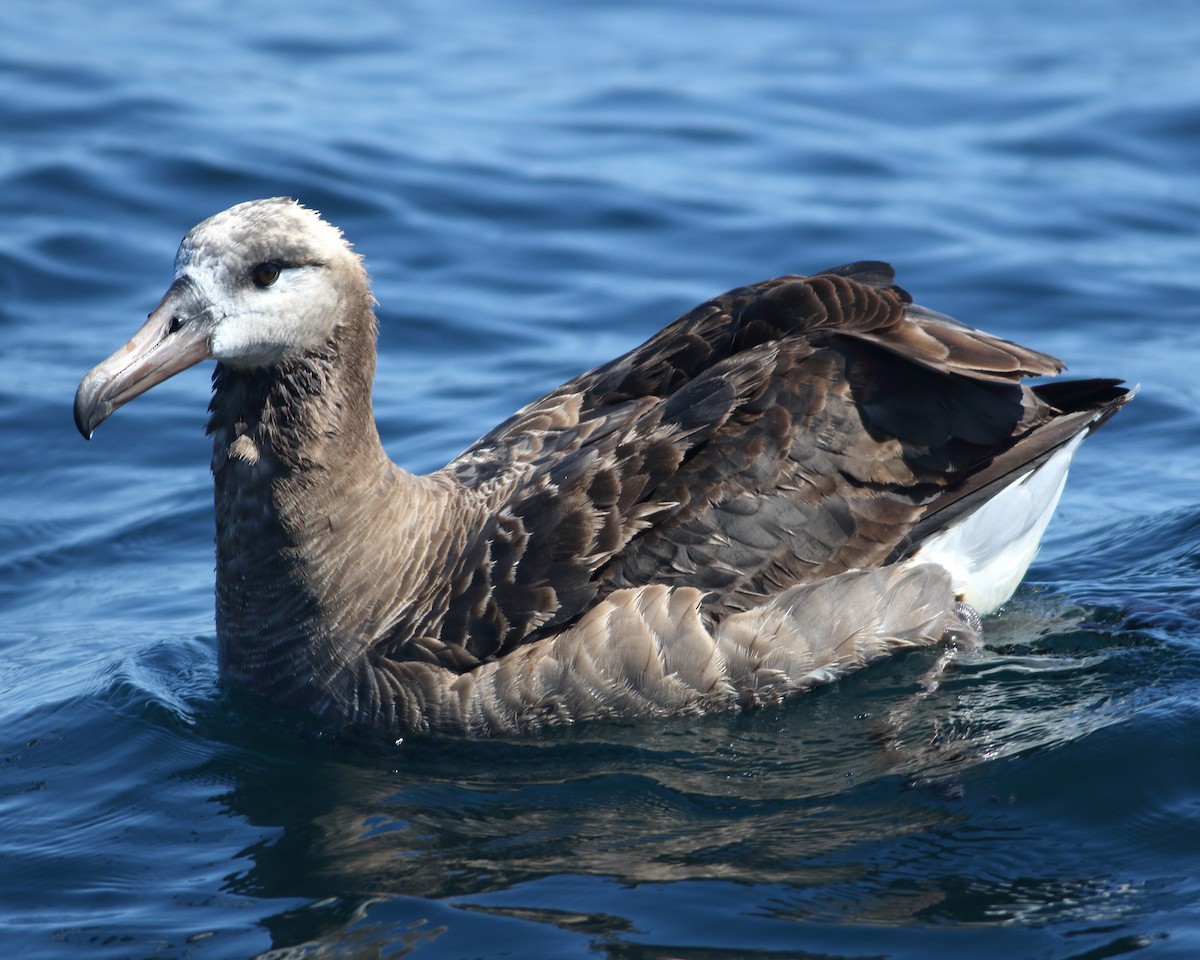 Albatros à pieds noirs - ML142269681
